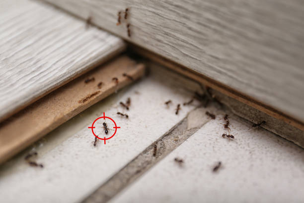 Best Exterminator Services  in West Haven, UT
