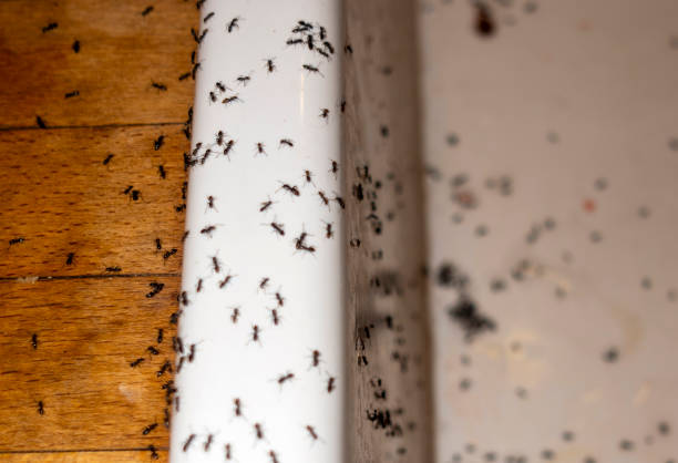 Best Affordable Pest Control Services  in West Haven, UT
