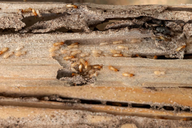 Bird Control in West Haven, UT
